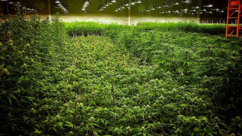 Blick auf eine Cannabisplantage mit 8000 Pflanzen.