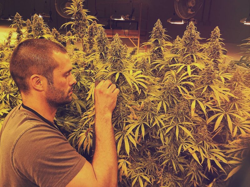 Gentechniker Jim kontrolliert die Blüten der Cannabispflanzen. Eine seiner Zuchtsorten kann bis zu einem Kilo Blüten ausbilden.